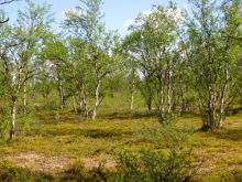 Mountain birch