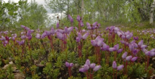 Mountain Heath