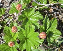 Cloudberries