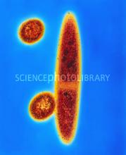 Methane producing bacteria