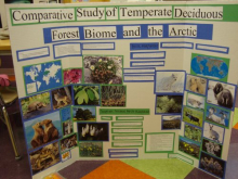 A Comparative Analysis of the Temperate Forest & the Arctic by Megan & Courtney