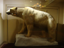 Polar Bear in the Millennium Lobby