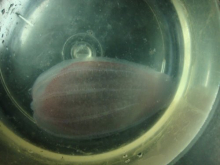 Ctenophore or comb jelly that was caught in our samples