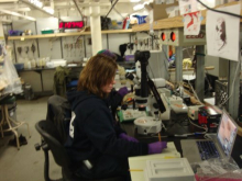 Ms. Rose processing copepod samples