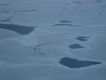 A flock of Spectacled Eiders