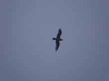 Glaucous gull flying over the fantail