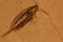 Calanus copepod as photographed in the lab