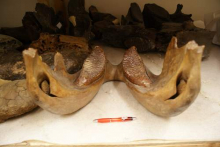 Woolly Mammoth jaw with teeth