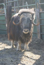 Muskox