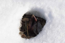 Skunk Cabbage