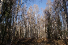 Boreal forest with karst pond