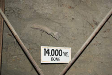 14,000 year old bone