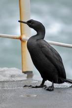 Pelagic cormorant on the fantail of the Healy