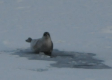 Young seal on the ice in the Chukchi Sea