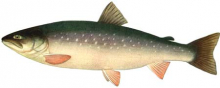 An arctic char