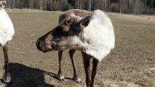 Caribou at the Bonanza Creek