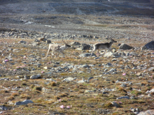 A couple of reindeer curious about us.