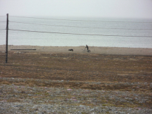 A musher dog getting a work out by pullng a bicycle.