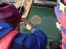 Pulling the sediment trap out of the water.