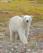 Polar bear poses!