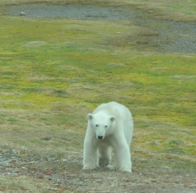 Polar bear!