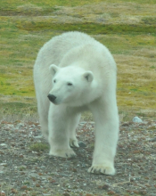 Polar bear on the prowl!