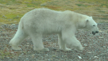 First sighting of a polar bear!