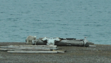 PB near driftwood and whale scull