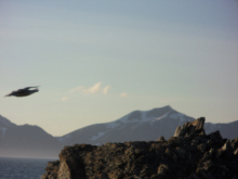 The graceful fulmar birds flying overhead.