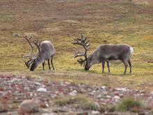 Reindeer in Svalbard.