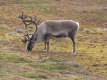 Another Reindeer picture.