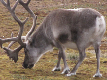 And another reindeer picture.