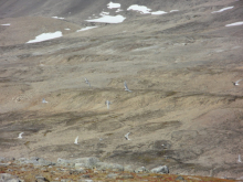 Many arctic terns.