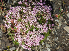 A purple moss.