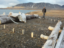 Kubb, a Norwegian game.