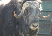 musk ox