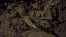 Fossils in the Permafrost Tunnel