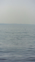 Seals in the Bering Sea