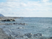 Low flying birds on the beach landscape