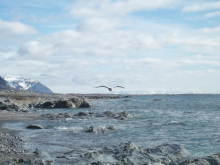 Fulmar flight...