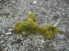 An old reindeer antler covered in moss. 