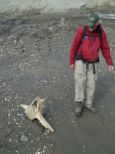 Whale vertebrate and shells