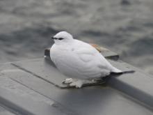 Rock Ptarmigan on LSSL