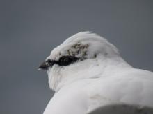 Rock Ptarmigan