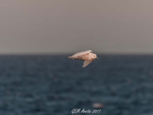 Ivory gull 1