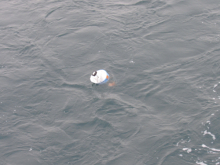 A Sponge Bobber adrift in the Beaufort Sea