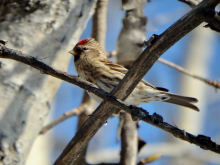 Common Redpoll (Acanthis flammea)