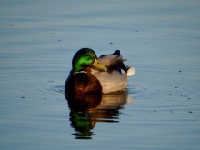 Mallard (Anas platyrhynchos)