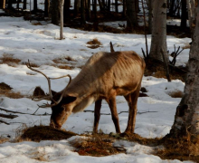 Reindeer (Rangifer tarandus)