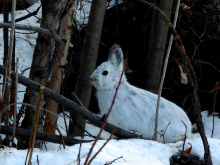 Snowshoe Hare (Lepus americanus)